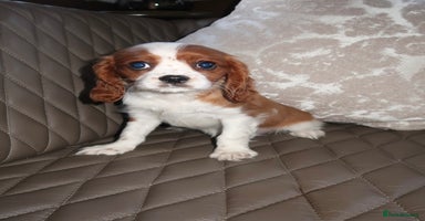 Cavalier King Charles Spaniel dogs - Advert 4