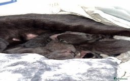 Bombay cats for sale: 5 freshly baked kittens! - Image 3