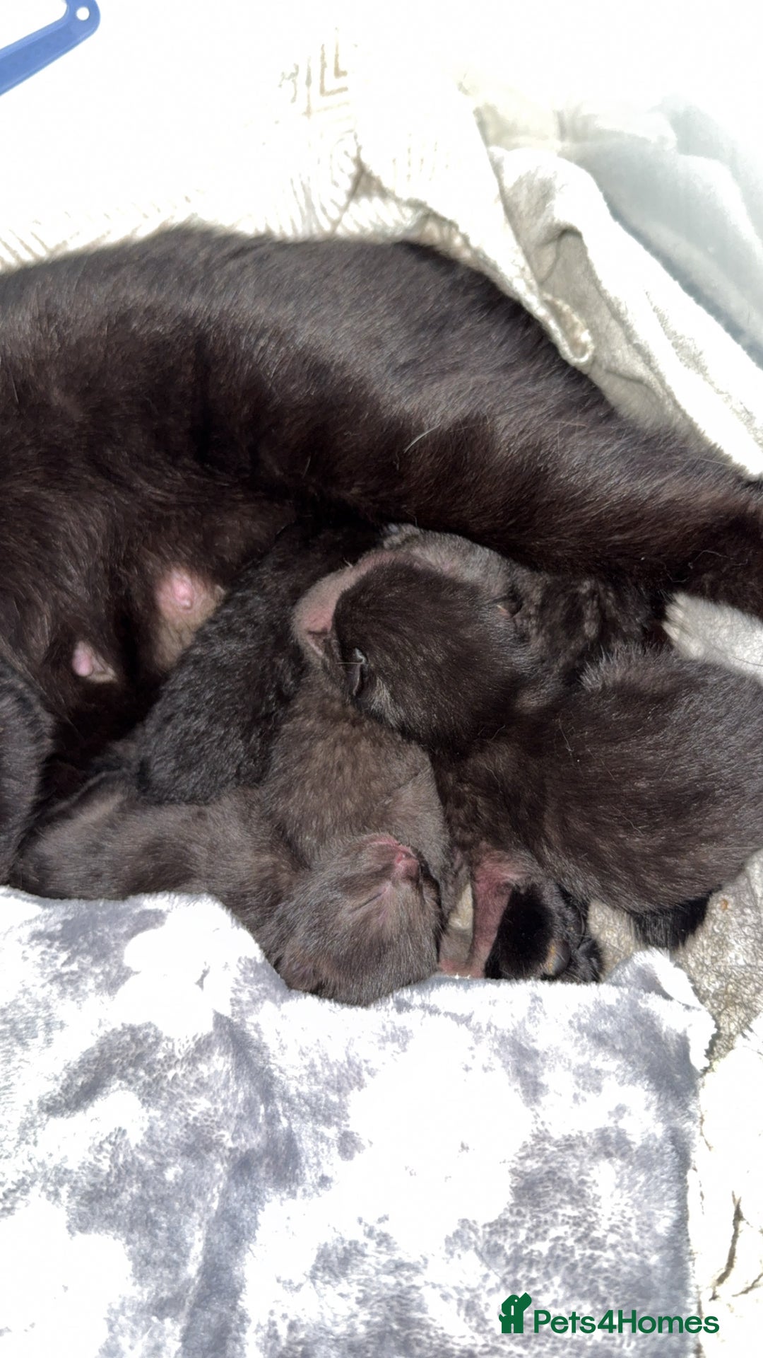 Bombay cats for sale: 5 freshly baked kittens! - Image 3
