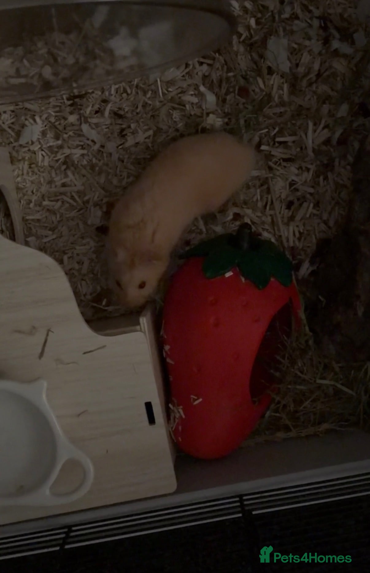 Hamster rodents Male Syrian Hamster (looking for experienced home) - Advert 2