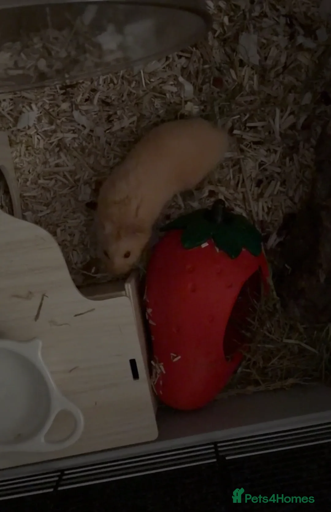 Hamster rodents for sale: Male Syrian Hamster (looking for experienced home) - Advert 1