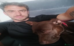 Mixed Breed dogs for sale: Beautiful 9 months old cross breed for sale  - Image 3