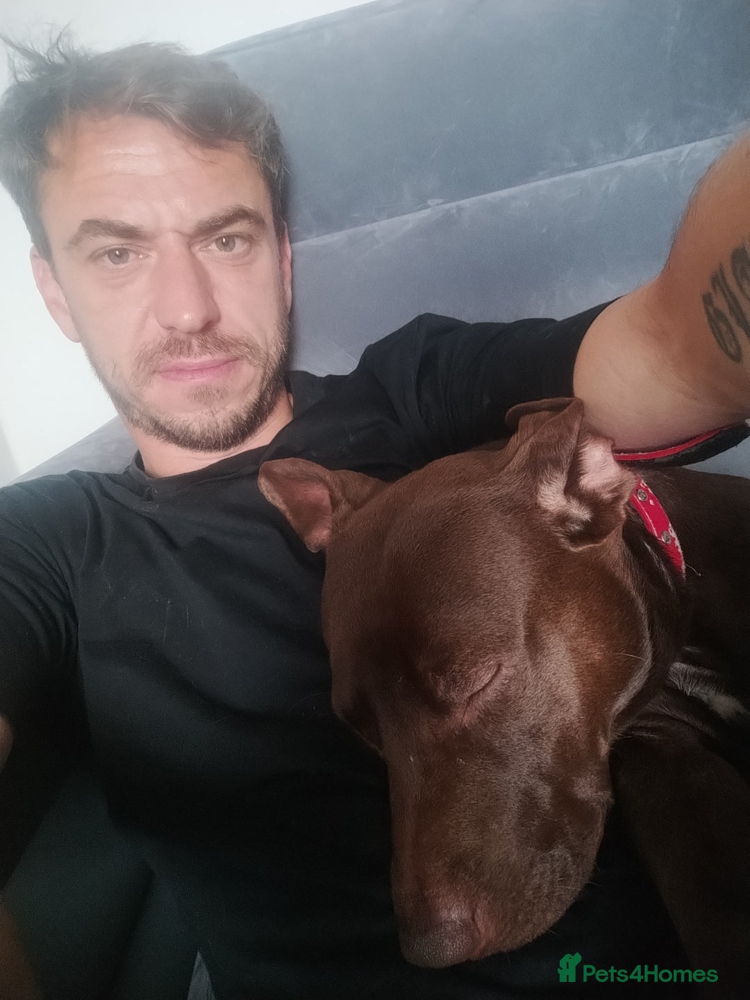 Mixed Breed dogs for sale: Beautiful 9 months old cross breed for sale  - Image 3