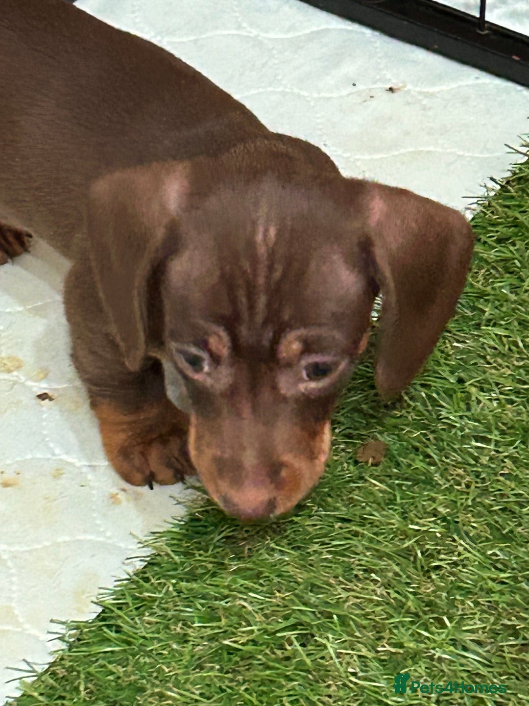 Miniature Dachshund dogs for sale: Isabella Dapple & chocolate & tan-dachshunds,  - Advert 26
