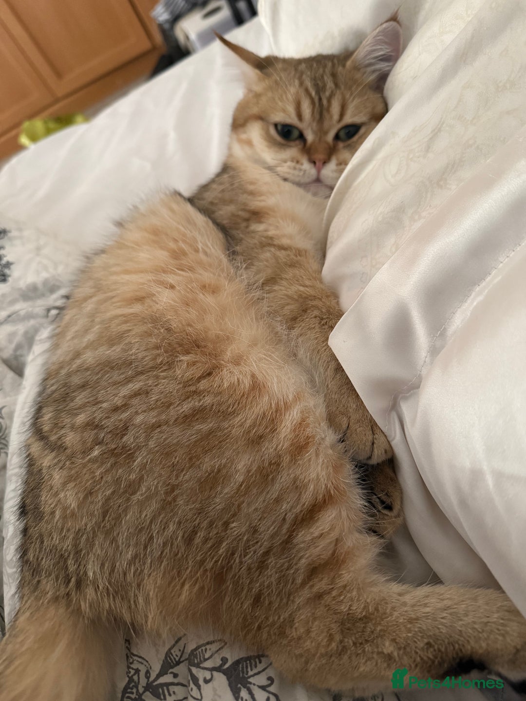 British Shorthair cats for sale: Beloved Simba needs a new home  - Image 7