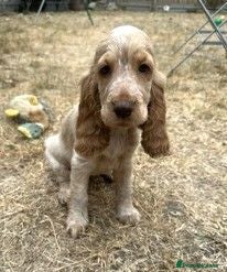 Cocker Spaniel dogs for sale: Stunning KC Pedigree Show type Cocker Spaniels - Advert 2