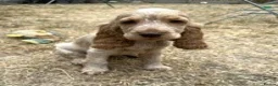Cocker Spaniel dogs for sale: Stunning KC Pedigree Show type Cocker Spaniels - Advert 1
