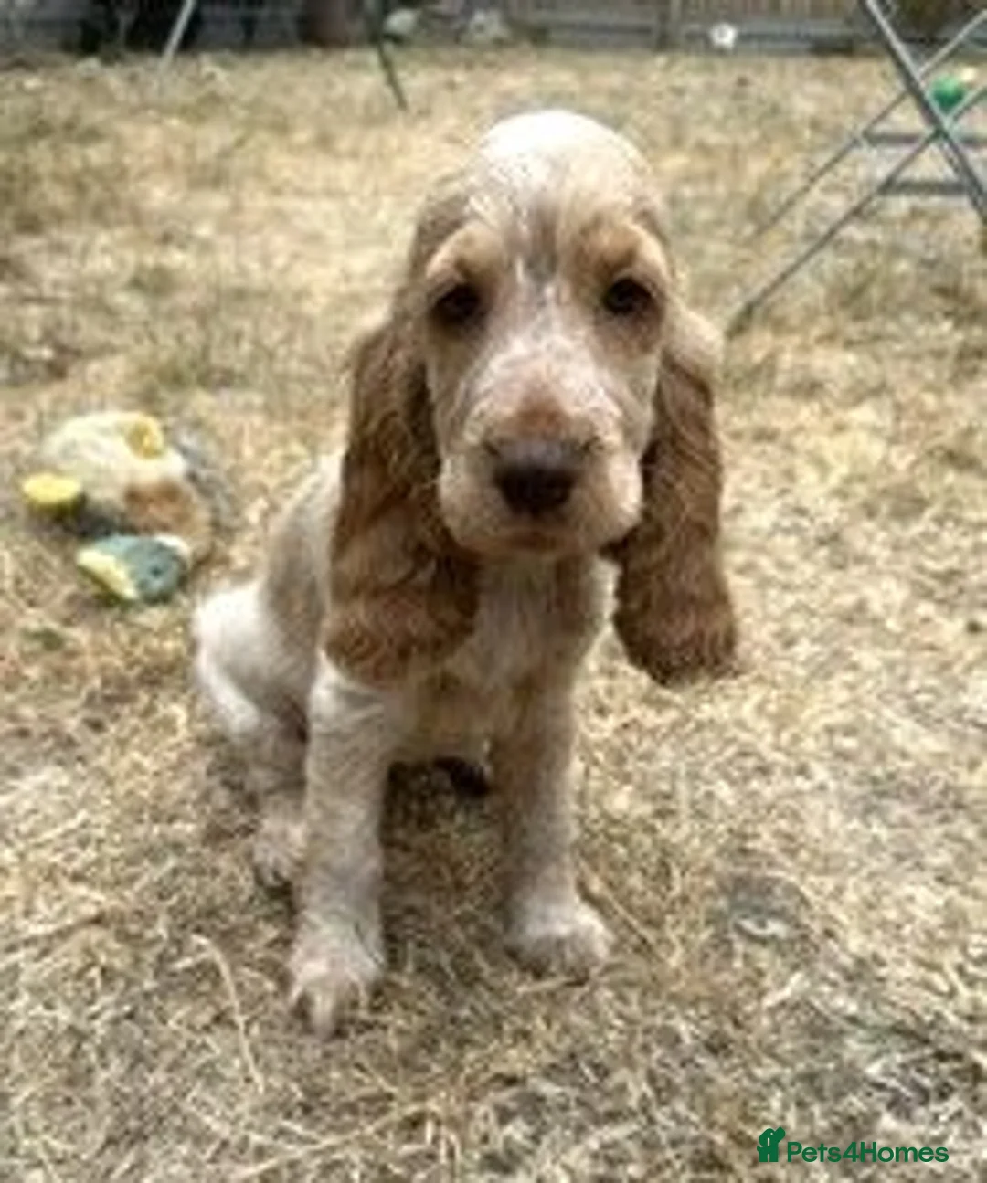 Cocker Spaniel dogs for sale: Stunning KC Pedigree Show type Cocker Spaniels - Advert 1