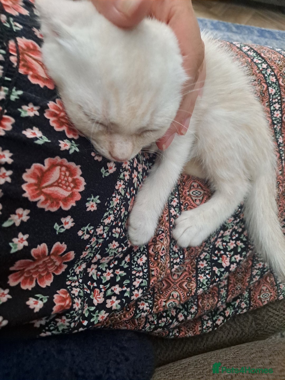 Bengal cats for sale: Bengal x ragdoll kittens - Image 16