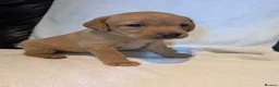 Labrador Retriever dogs for sale: Labrador Pups KC Reg.  - Advert 6