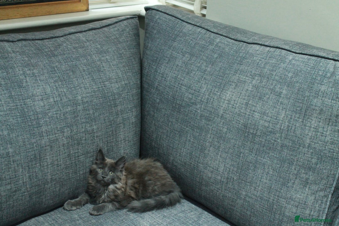 Maine Coon cats for sale: HEALTHY 5 Generation GCCF pedigree Maine coons - Image 5