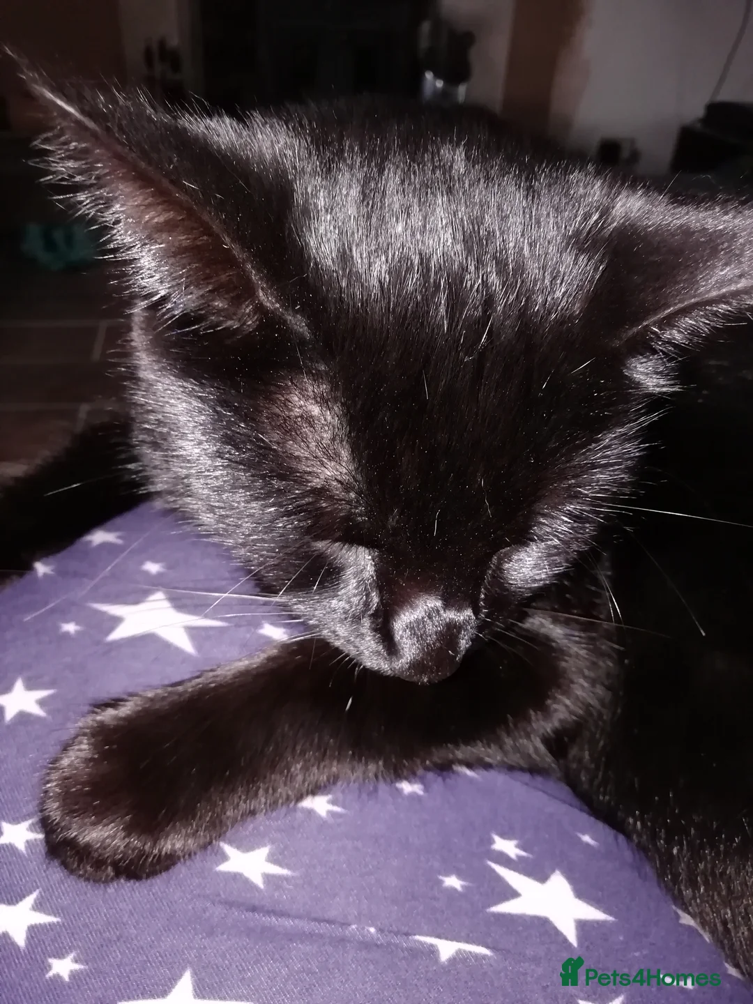 Mixed Breed cats for sale: Adult female black cat  - Advert 4