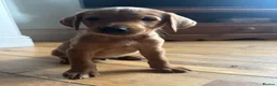 Labrador Retriever dogs for sale: Labrador puppies £750  - Advert 3