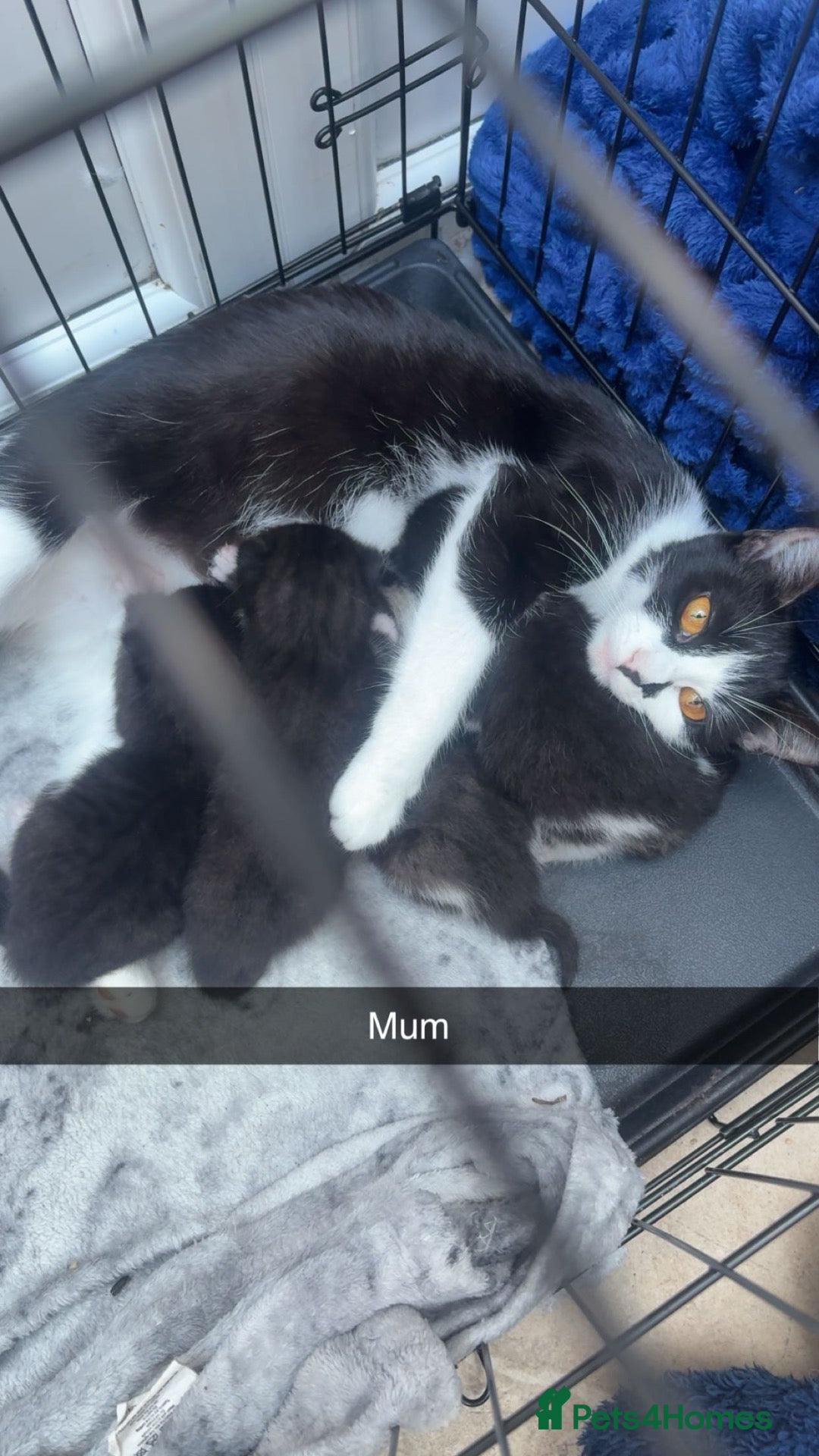 Mixed Breed cats 5 gorgeous kittens for sale  - Advert 5