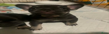 French Bulldog Puppy 2
