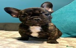 French Bulldog dogs for sale: Standard French bulldogs  - Image 28