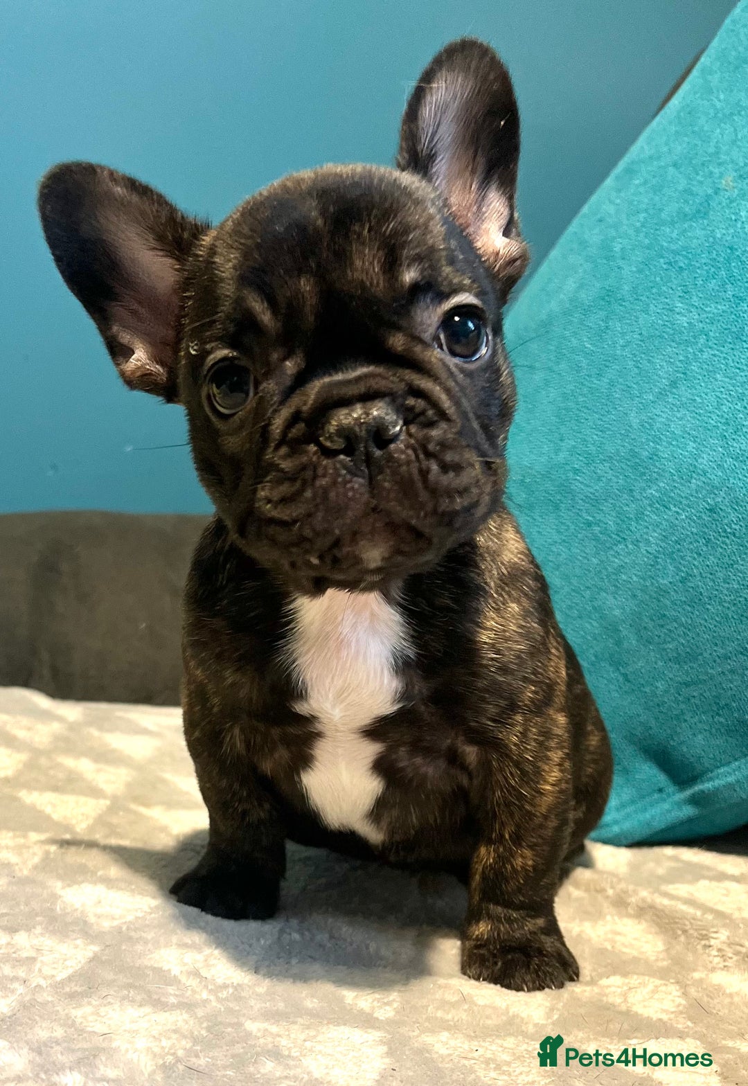 French Bulldog dogs for sale: Standard French bulldogs  - Image 28