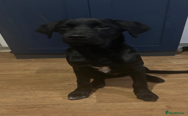 Labrador Retriever dogs - Advert 3