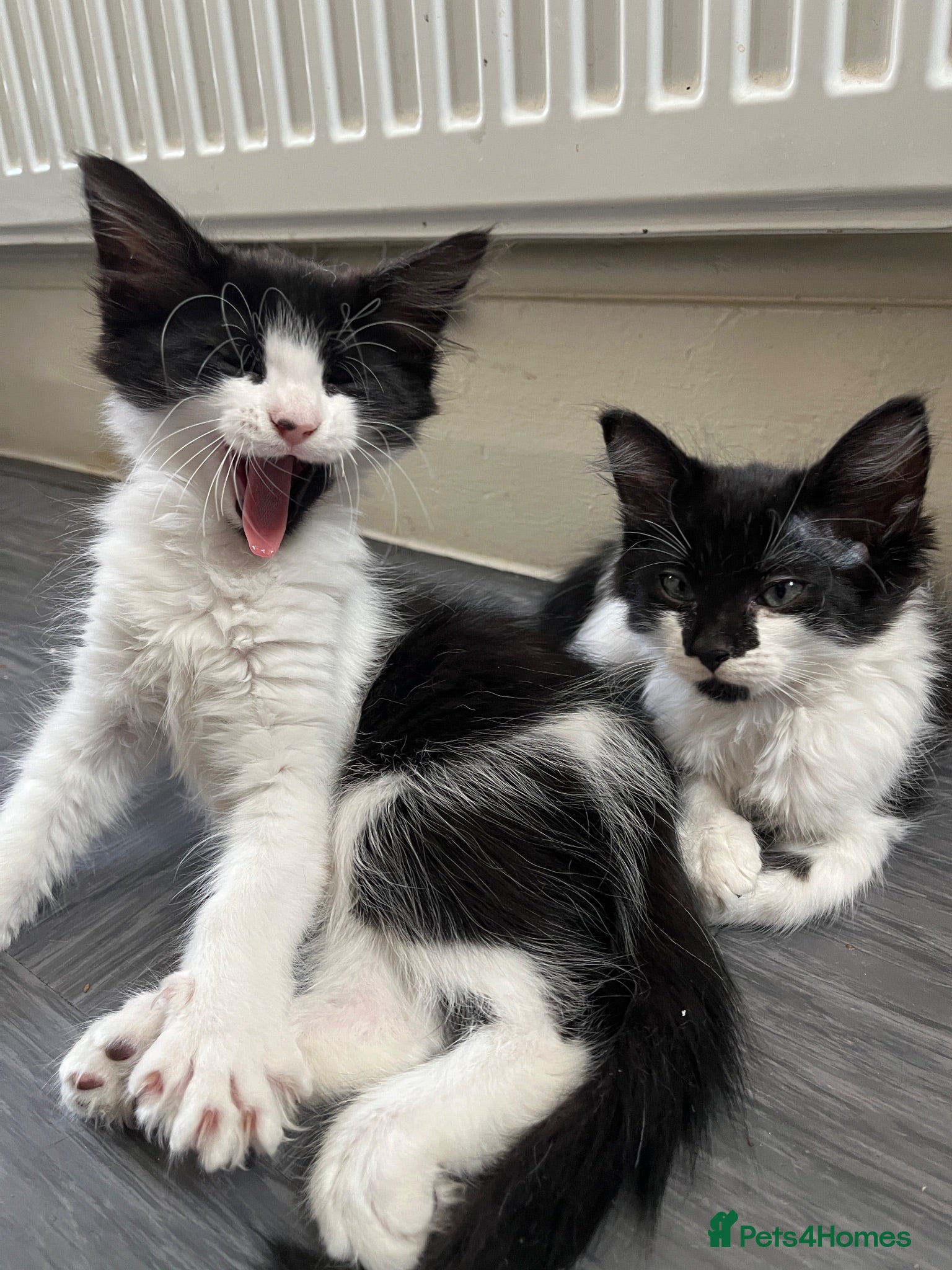 Mixed Breed cats Kittens with large personalities  - Advert 7
