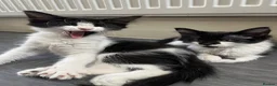 Mixed Breed cats for sale: Kittens with large personalities  in London - Advert 1