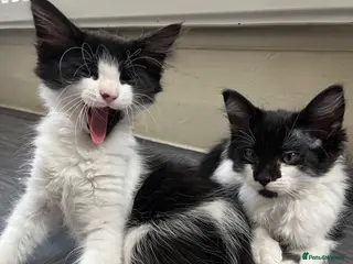 Mixed Breed cats Kittens with large personalities - Advert 1