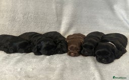 Shihpoo dogs for sale: Shihpoo puppies for sales - Image 2