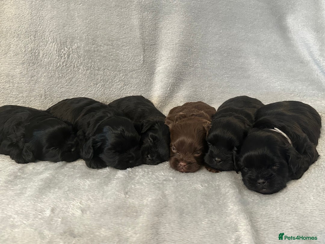 Shihpoo dogs for sale: Shihpoo puppies for sales - Image 2
