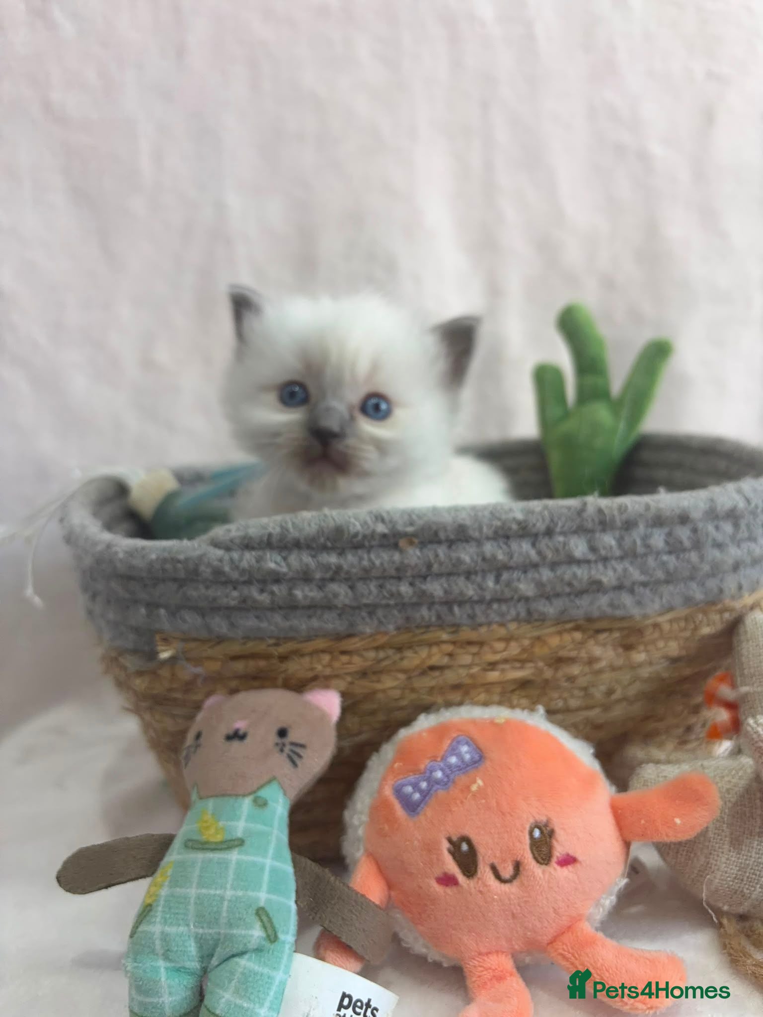 Ragdoll cats ​Gorgeous Ragdoll Kittens – Ready 25th August - Advert 1