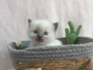 Ragdoll cats Gorgeous Ragdoll Kittens – Ready 25th August - Advert 1