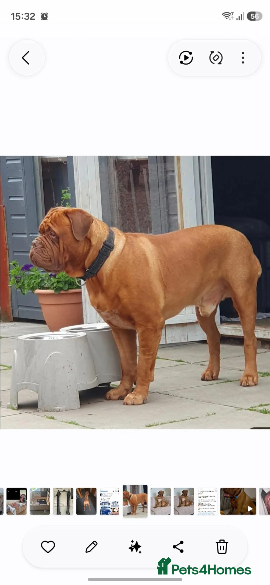 Dogue De Bordeaux dogs for stud: Big Dougie for Stud - Advert 2