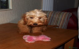 Cockapoo dogs for sale: Cockerpoo Puppy 5mths old - Image 10