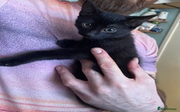 Mixed Breed cats for sale: 2 mixed breed female kittens - Advert 5