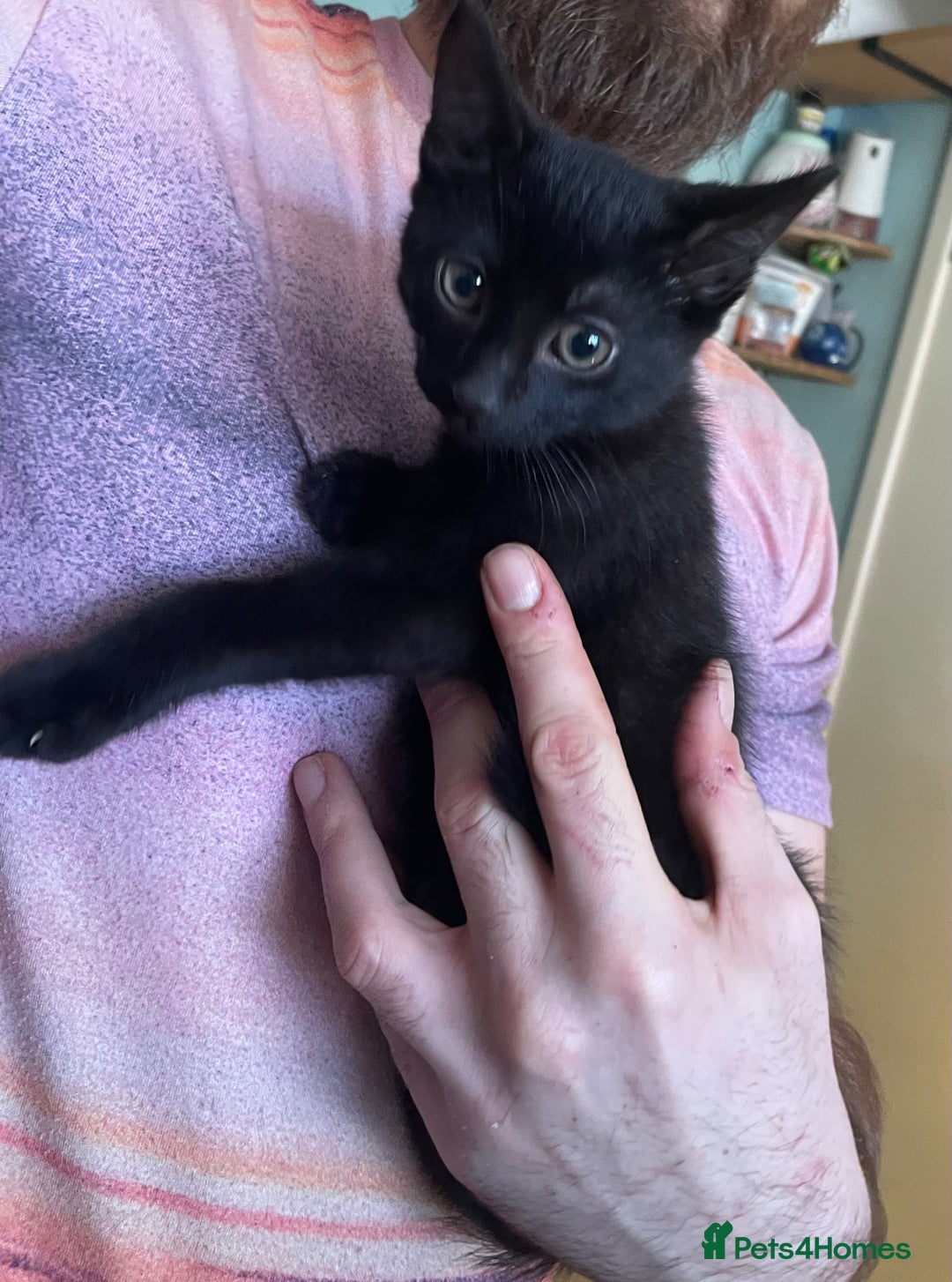 Mixed Breed cats for sale: 2 mixed breed female kittens - Advert 5