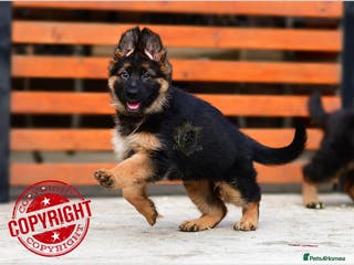 German Shepherd dogs KC LONGHAIRED SHOW LINES GERMAN SHEPHERD FEMALE - Advert 7