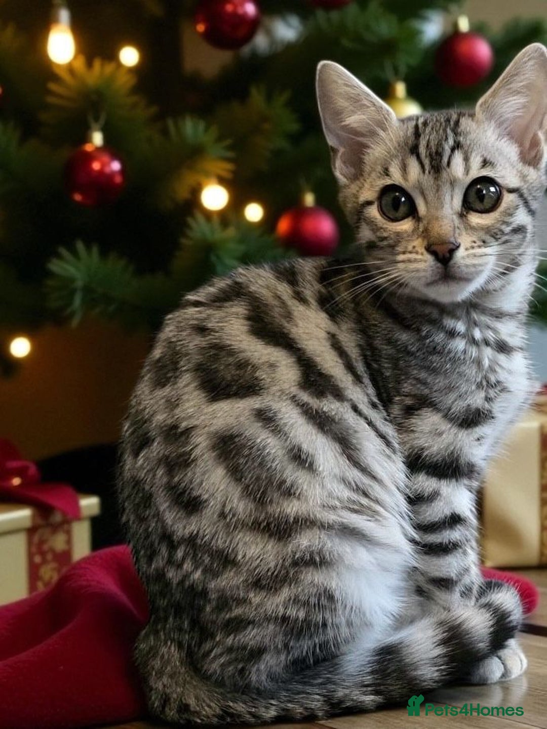 Bengal cats for sale: Championship Bengal Kittens  - Advert 5