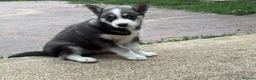 Siberian Husky dogs for sale: Siberian Husky Puppies With Beautiful Personalitie in Stoke-on-Trent - Advert 3