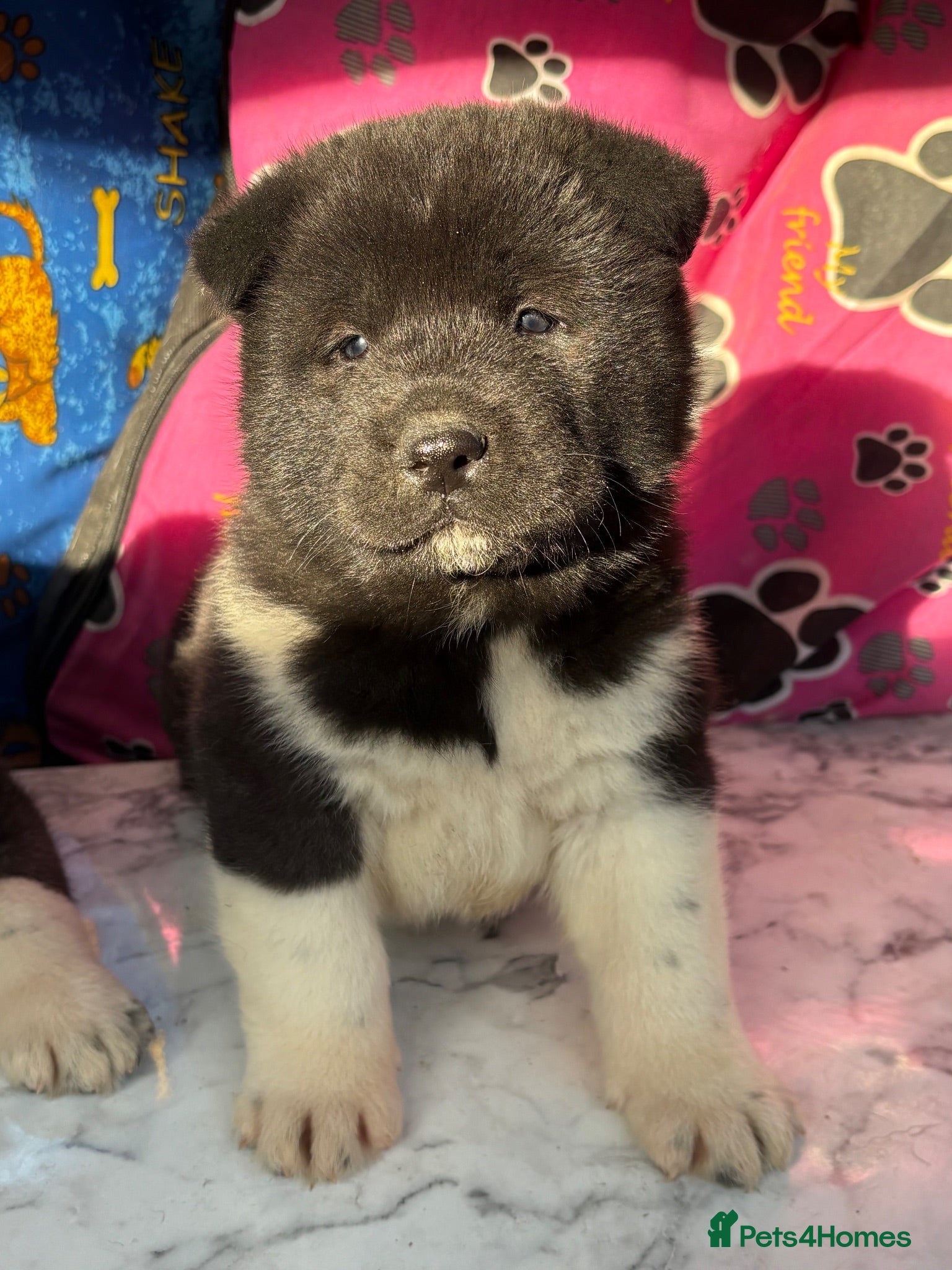 Akita dogs Beautiful American Akita Puppies - Advert 2