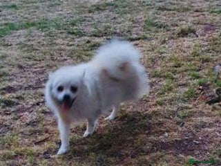 Pomeranian dogs brilliant pomeranian - Advert 1