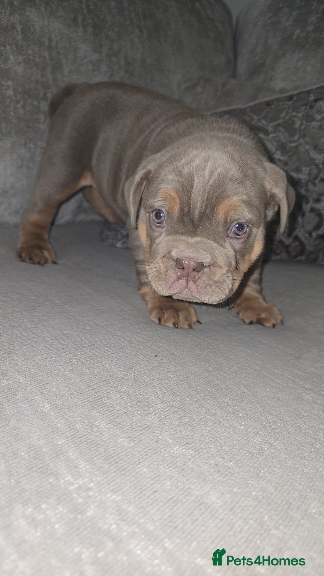 English Bulldog dogs Exceptional Lilac Tri English bulldog puppies - Advert 3