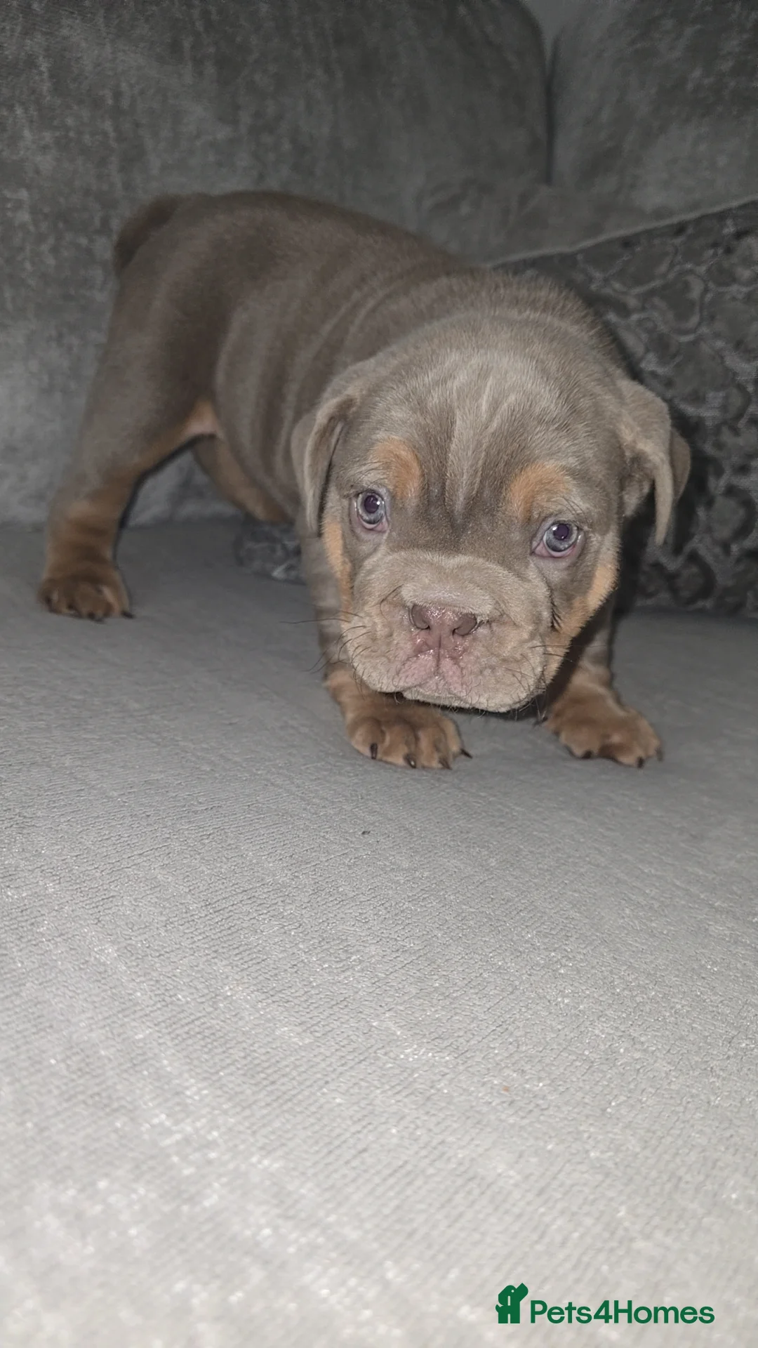 English Bulldog dogs for sale: *LAST MALE LEFT* Lilac Tri English bulldog puppies - Advert 1