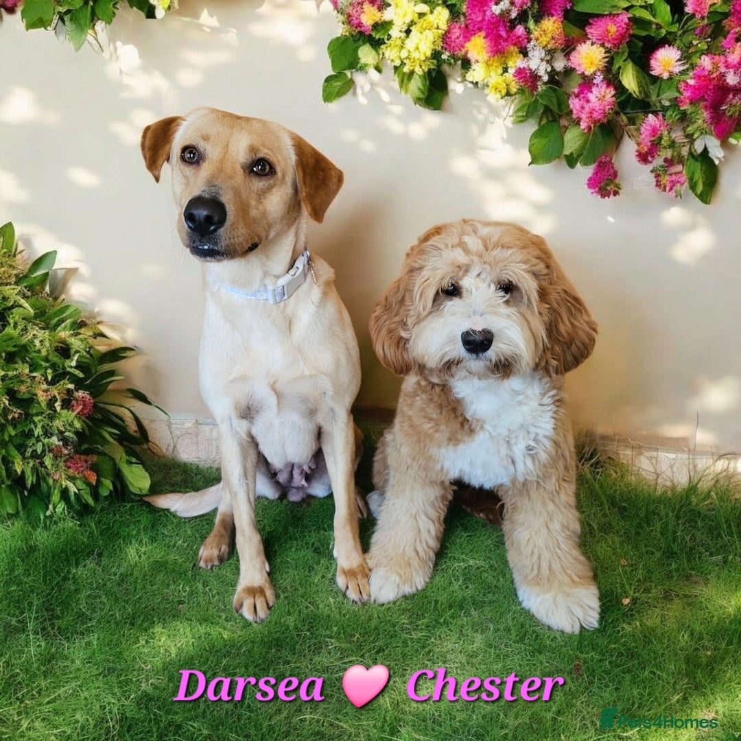 Australian Labradoodle dogs for sale: Stunning red F1b Australian Labradoodle puppies  - Image 35