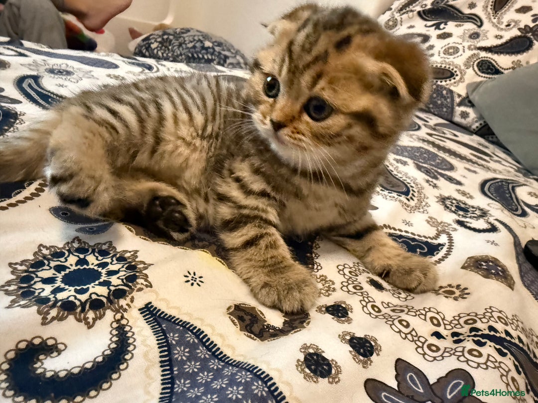 British Shorthair cats for sale: British short hair  - Advert 3