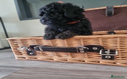 Shihpoo dogs for sale: Shihpoo puppies  - Image 5