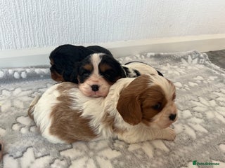 Cavalier King Charles Spaniel dogs Cavalier King Charles puppy’s - Advert 5