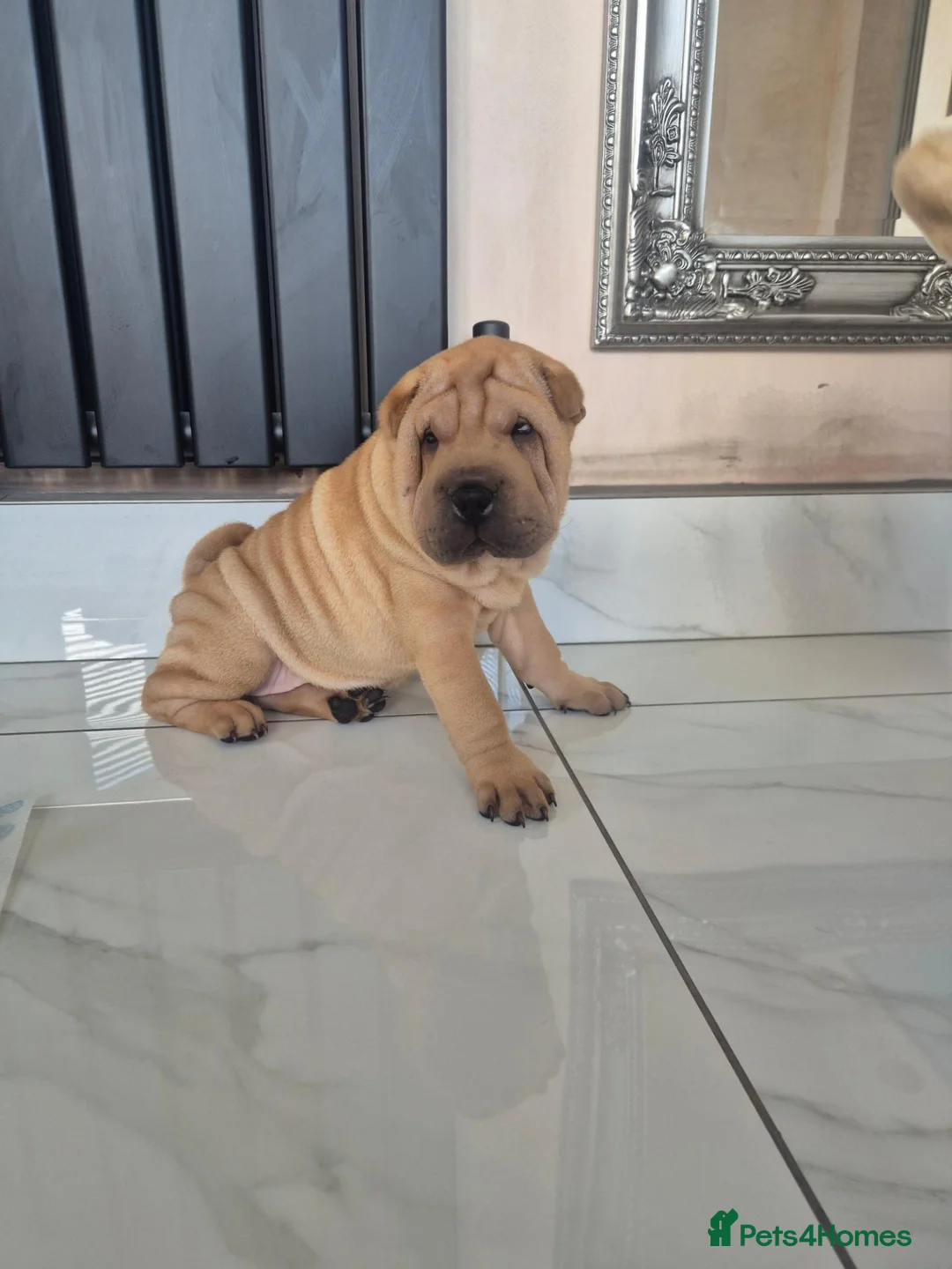 Shar Pei dogs for sale: Male shar pei for sale in Gateshead - Advert 2