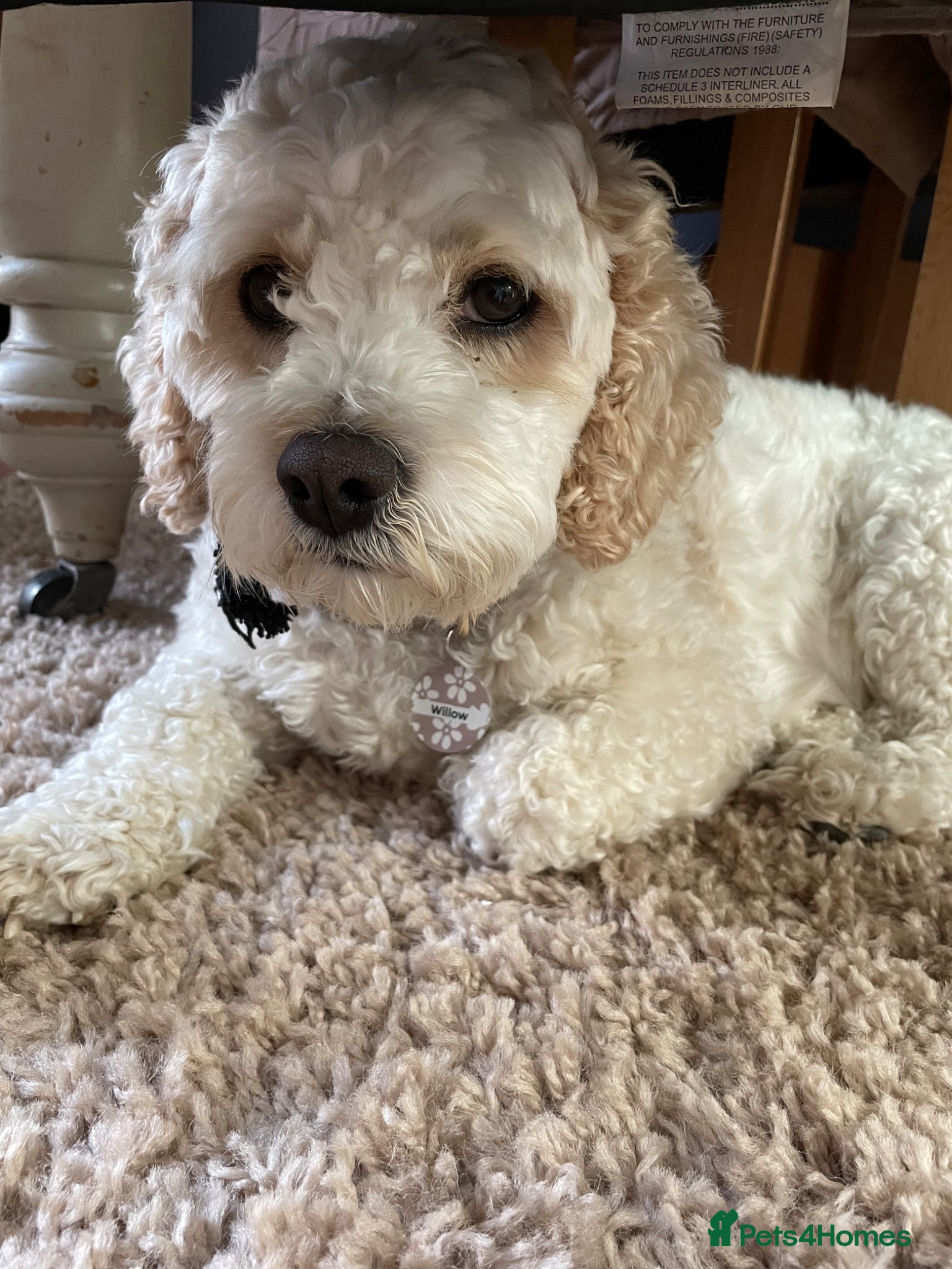 Mixed Breed dogs Cavapoochons - Advert 1