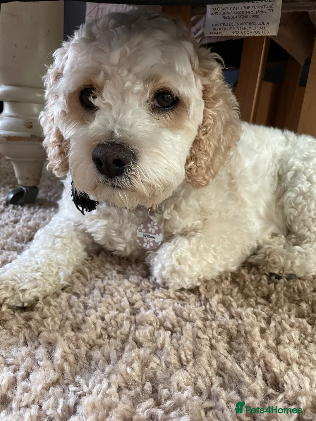 Mixed Breed dogs for sale: Cavapoochons in Melton Mowbray - Advert 1