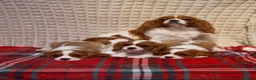 Cavalier King Charles Spaniel dogs for sale: STUNNING CAVALIER KING CHARLES BOYS  - Advert 6