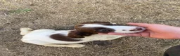 English Springer Spaniel dogs for sale: Springer spaniel pups  - Advert 3