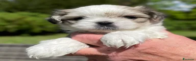 Mixed Breed Puppy 1